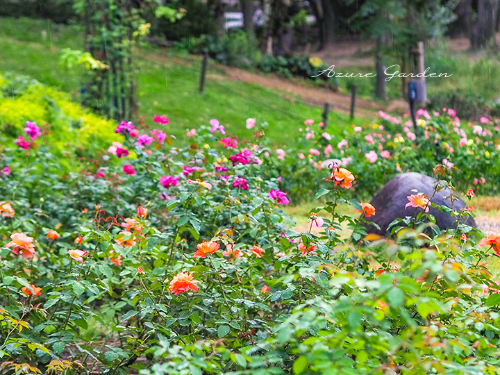 ナチュラル＆カラフルな靱公園（Utsubo Park）