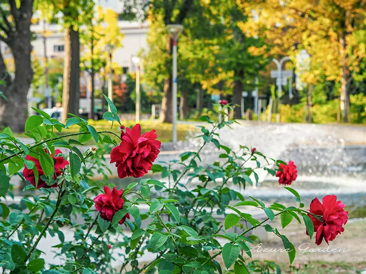 バラと紅葉　秋の靱公園（Utsubo Park）