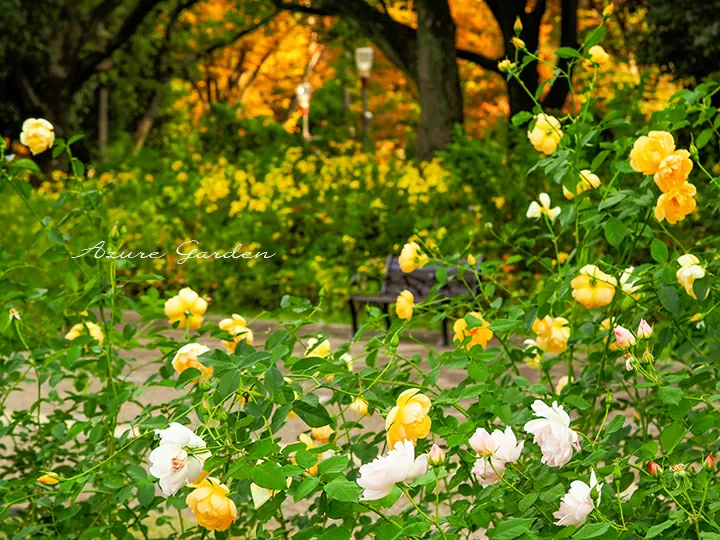 バラと紅葉　秋の靱公園（Utsubo Park）