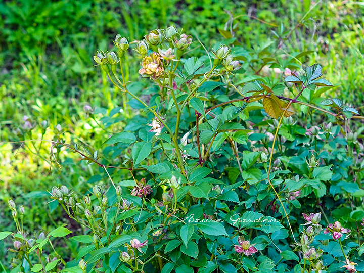 ロサ キネンシス ヴィリディフローラ（Rosa chinensis viridiflora）