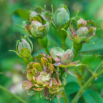 ロサ　キネンシス　ヴィリディフローラ（Rosa chinensis viridiflora）
