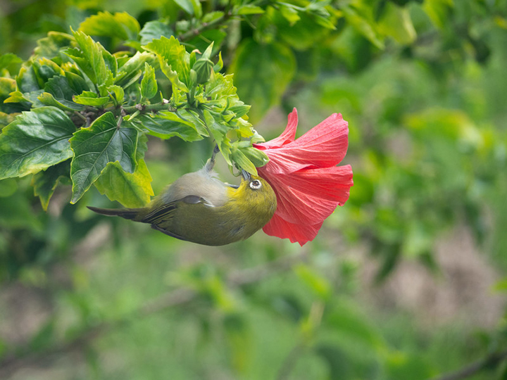 ハイビスカスの蜜を吸うメジロ