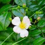 ロサ ルキアエ　ウィクライアーナ ヴァリエガタ（Rosa luciae wichuraiana variegata）