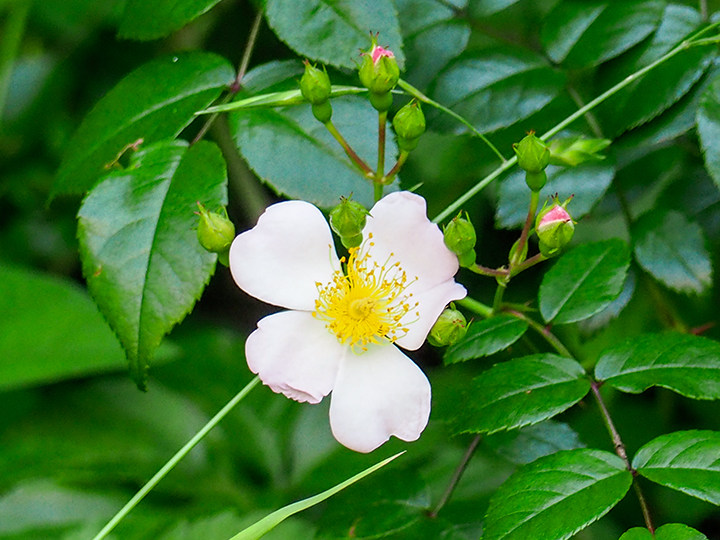 ロサ ルキアエ　ウィクライアーナ ヴァリエガタ（Rosa luciae wichuraiana variegata）