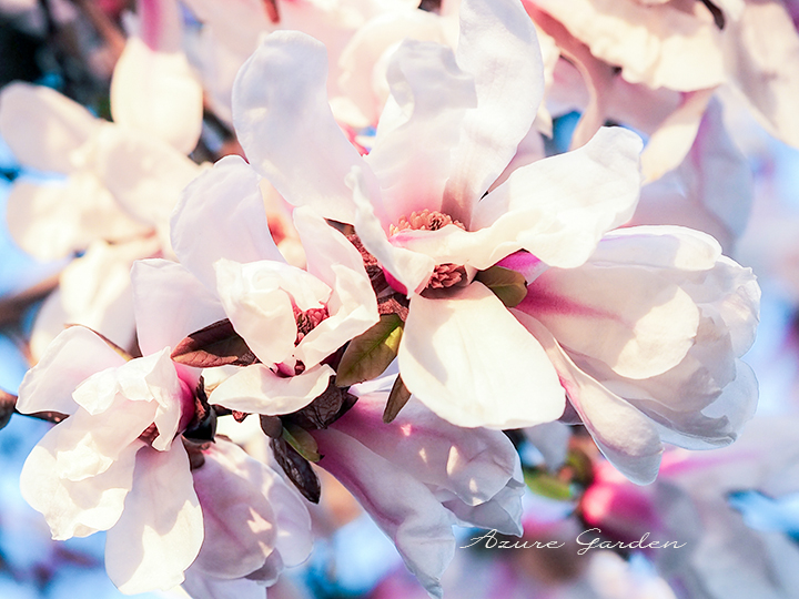 モクレン（magnolia）