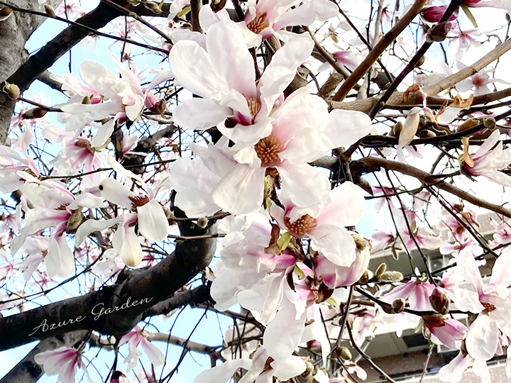 ベニコブシ（Kobushi magnolia）